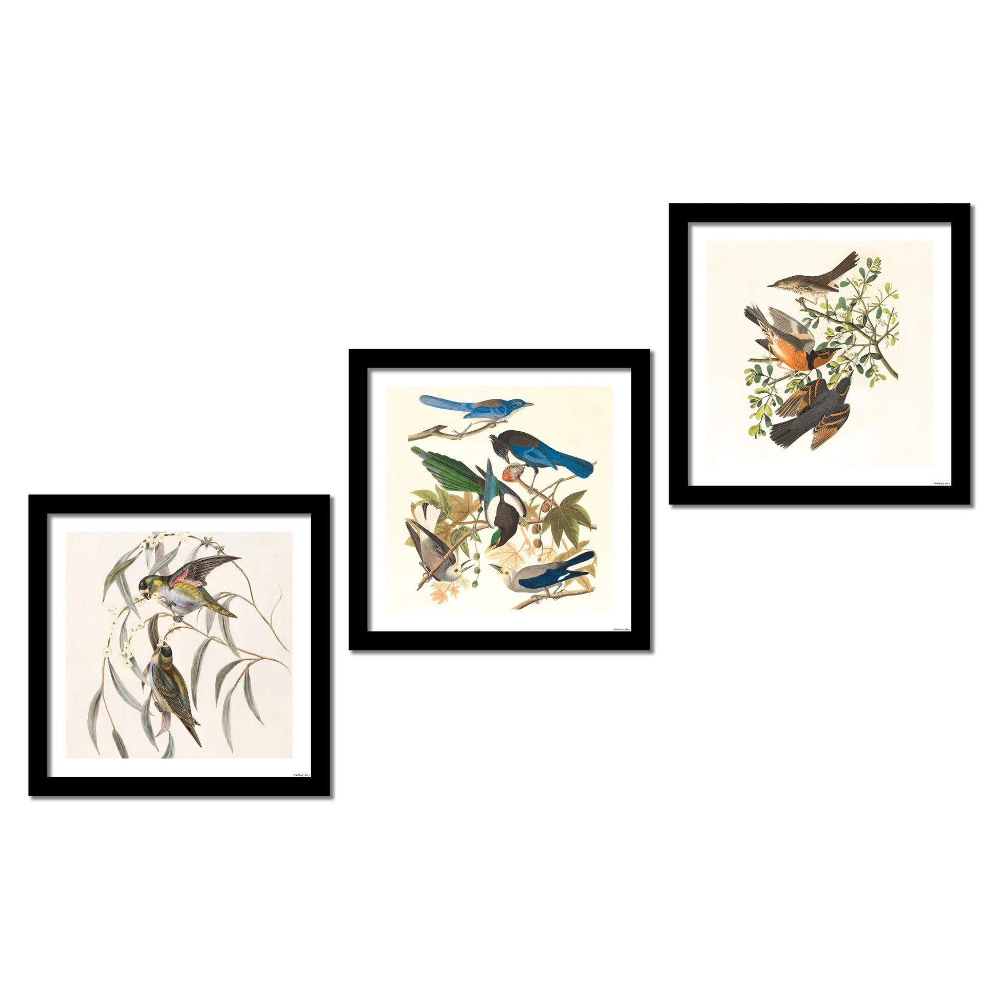 Premium 3 Pieces Wall Frame Painting of Birds on Tree Branch