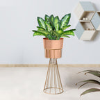 Avant Garden Gold Stand & Ross Gold Pot - Medium Size Planter