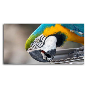 Beautiful Macaw Parrot Canvas Wall Painting