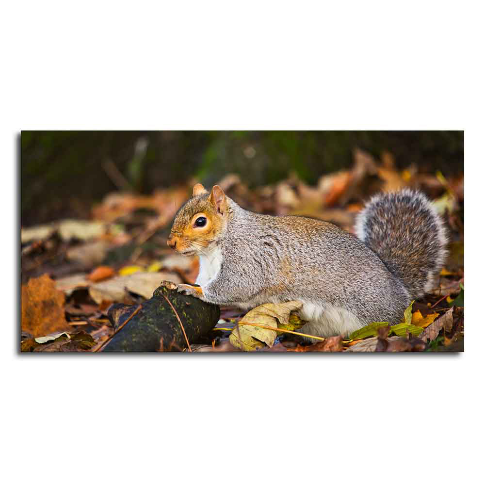 Canvas Wall Painting Squirrel in The Forest