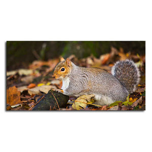 Canvas Wall Painting Squirrel in The Forest