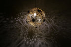 Designer Laser-Cut Pendant Light