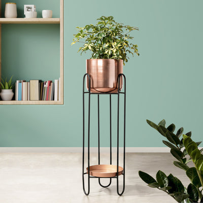 Dual Crown Black Stand & Ross Gold Finish Pot - Large Size Planter