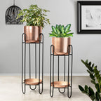 Dual Crown Black Stand & Ross Gold Finish Pot Planters Set of 2