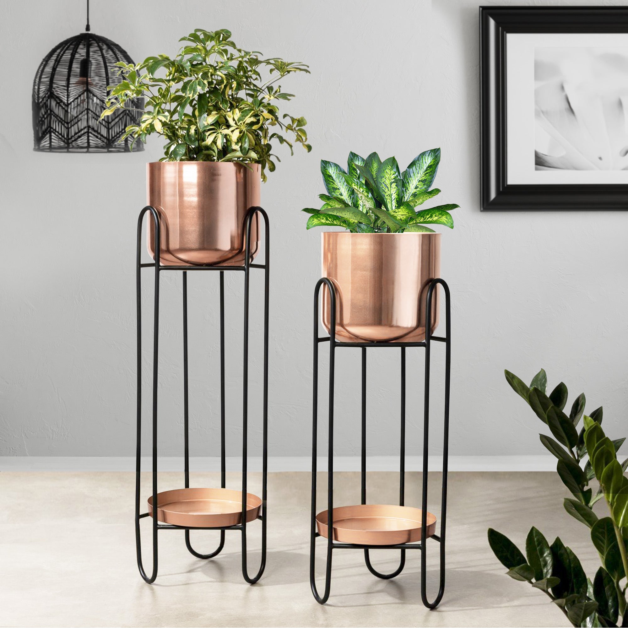 Dual Crown Black Stand & Ross Gold Finish Pot Planters Set of 2