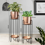Dual Crown Black Stand & Ross Gold Finish Pot Planters Set of 2