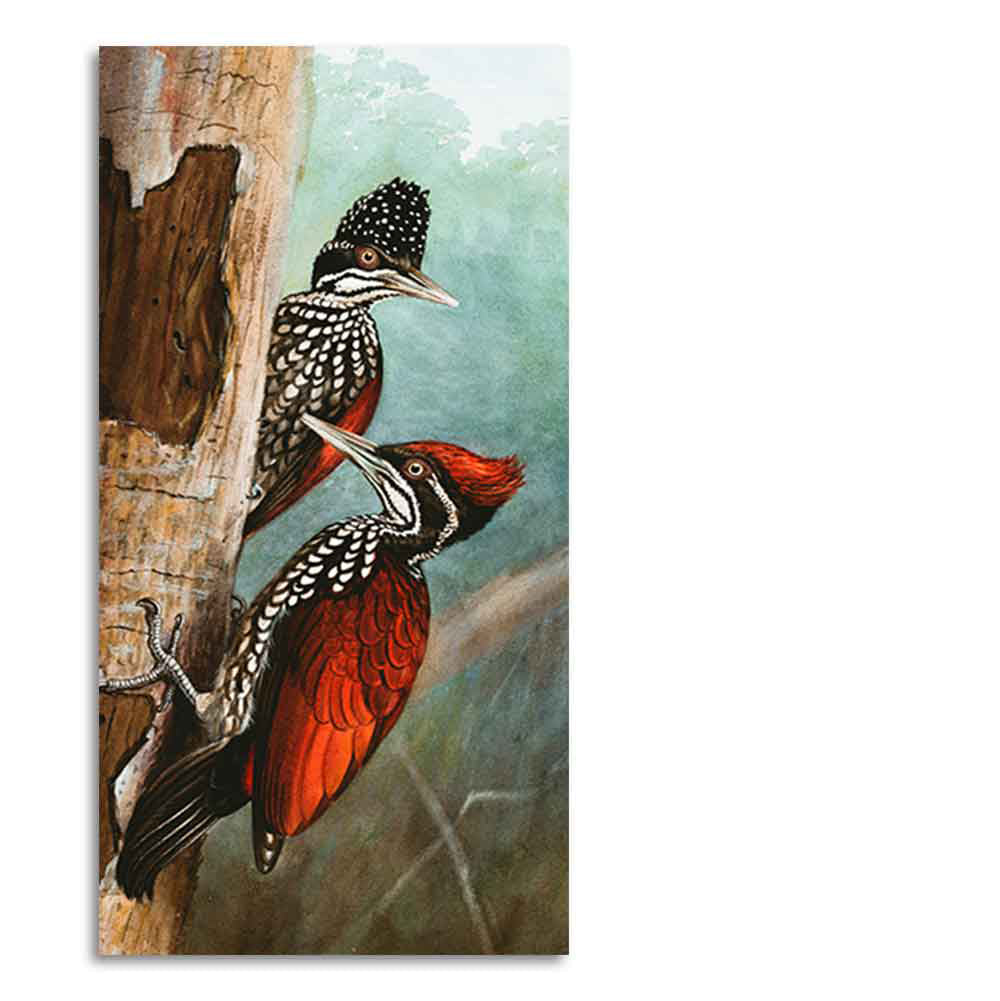 Ivory Billed Woodpecker Canvas Wall Painting For Hall