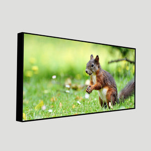 Little Squirrel in the Park Premium Wall Painting