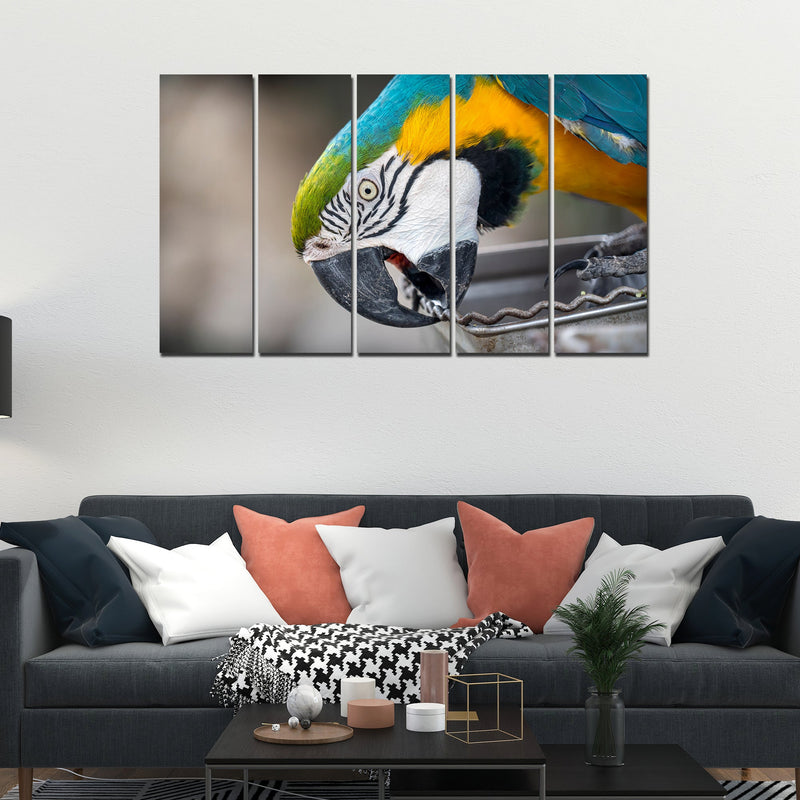 Macaw Parrot Canvas Wall Painting Set of Five