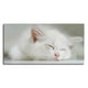 White Kitten Sleeping Canvas Wall Painting