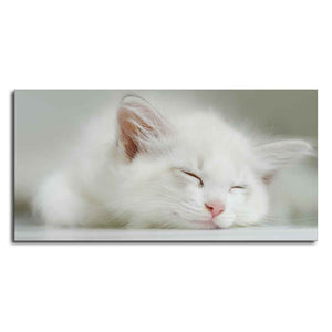 White Kitten Sleeping Canvas Wall Painting