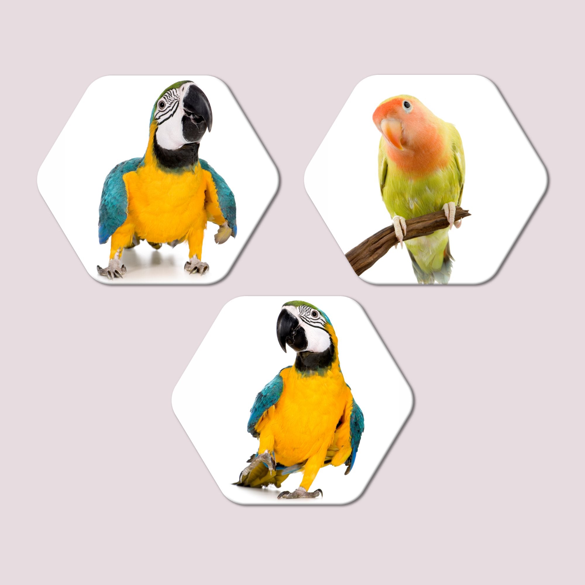 Hexagon Painting of Parrots Set of 3