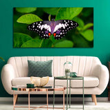 A Beautiful Butterfly on Leaf Premium Canvas Wall Painting