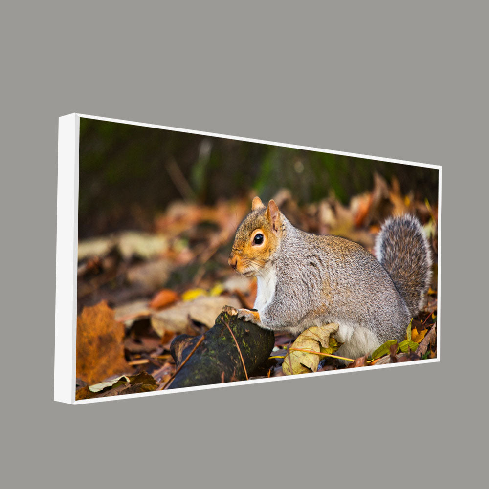 Canvas Wall Painting Squirrel in The Forest