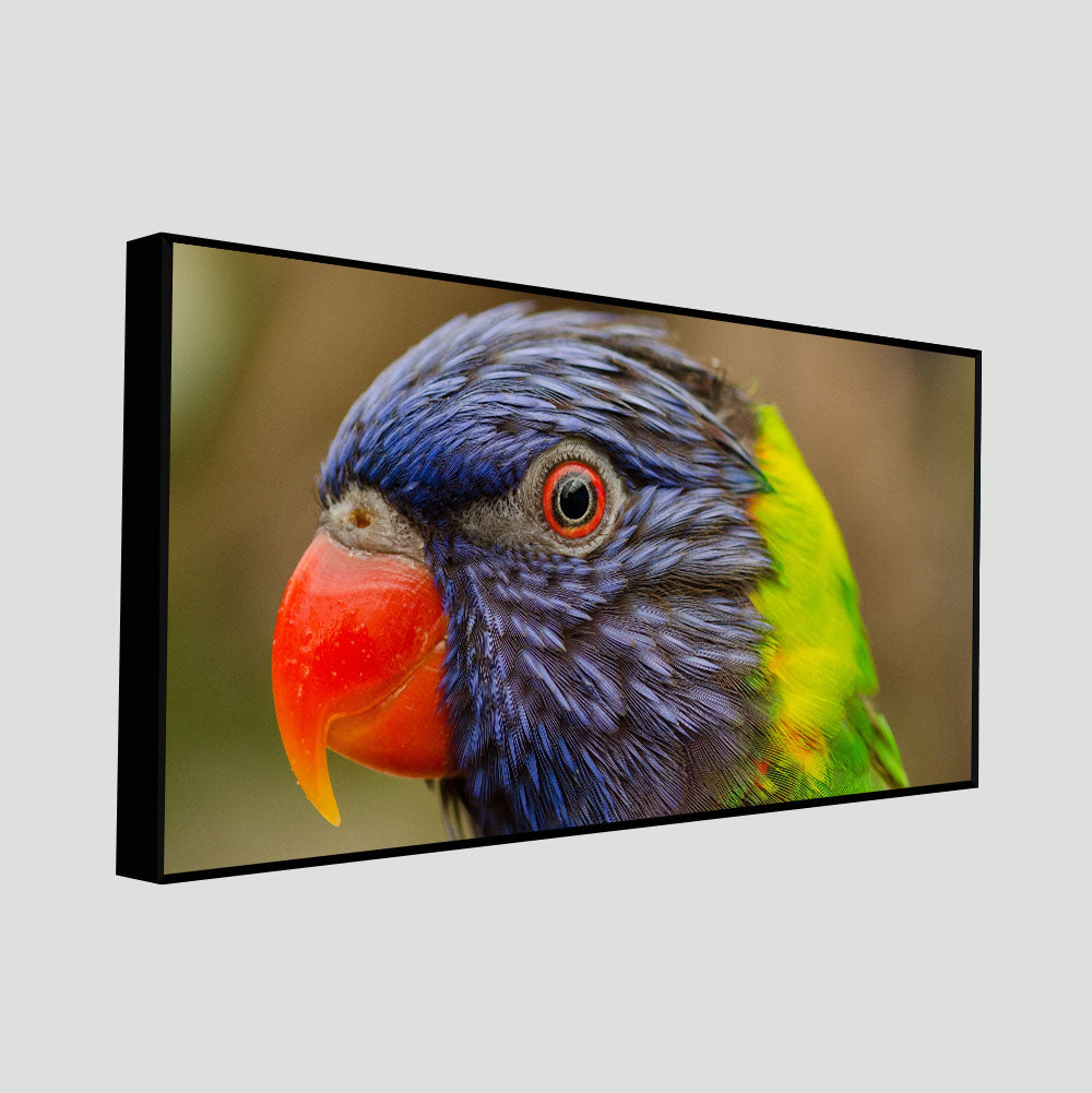 Colorful Parrot Premium Wall Painting