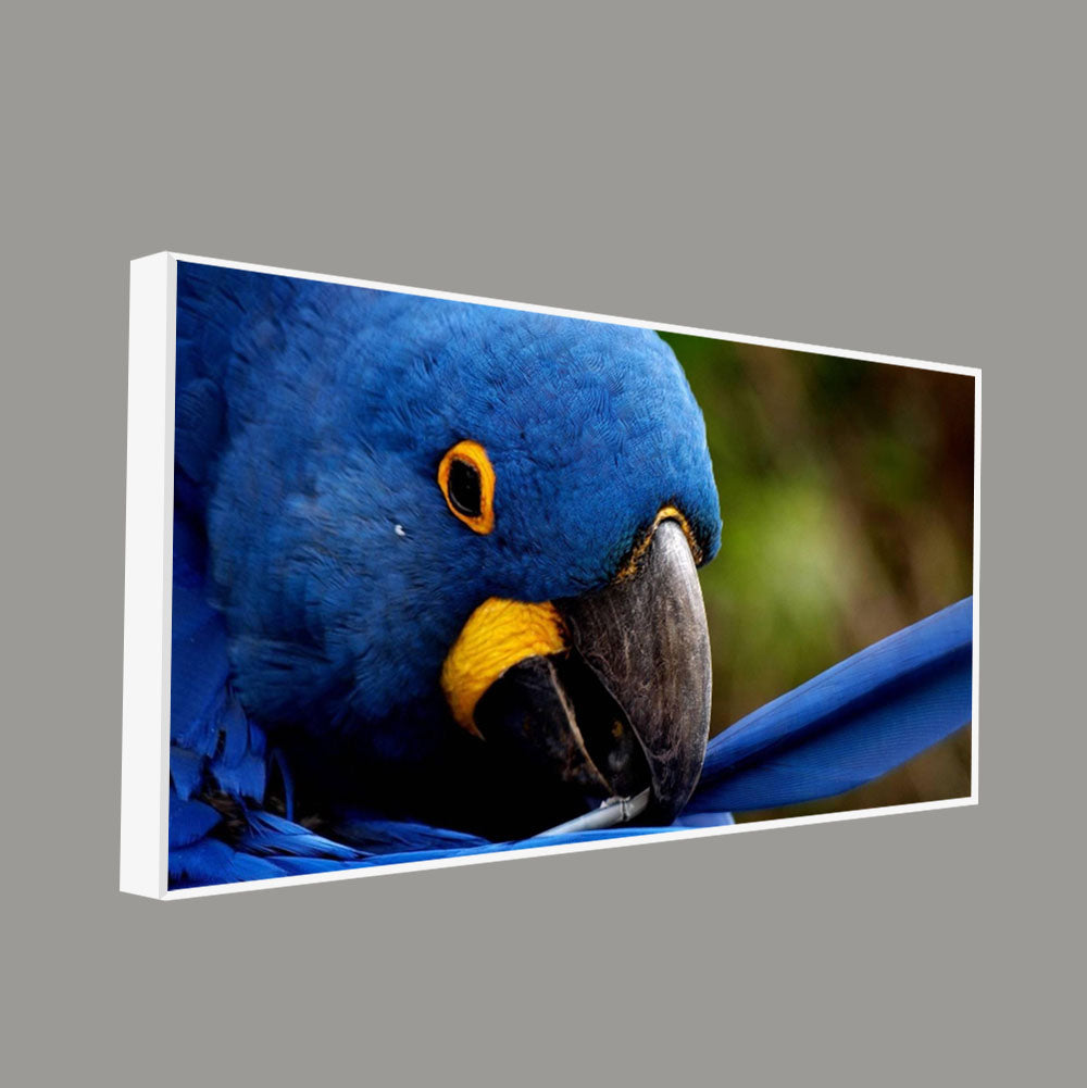 Premium Wall Painting of Blue Mascaw Parrot